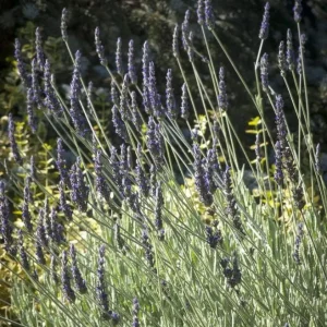 Set of 2 Lavender Live Plants 4-6