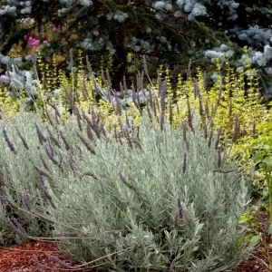 Set of 2 Lavender Live Plants 4-6