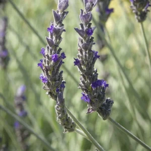 Set of 2 Lavender Live Plants 4-6