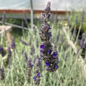 Set of 2 Lavender Live Plants 4-6
