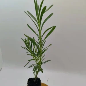 Set of 2 Lavender Live Plants 4-6