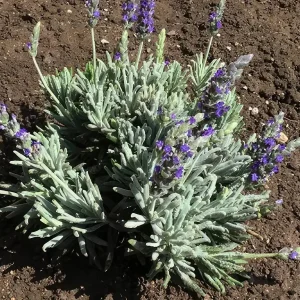Set of 2 Lavender Live Plants 4-6