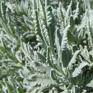 Set of 2 Lavender Live Plants 4-6