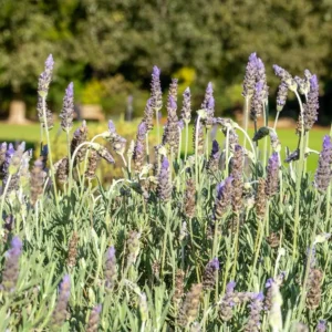 Set of 2 Lavender Live Plants 4-6