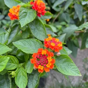 Set of 2 Live Lantana Camara Plants “Fireworks” – 4-6