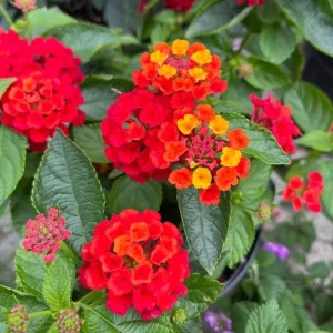 Set of 2 Live Lantana Camara Plants “Fireworks” – 4-6
