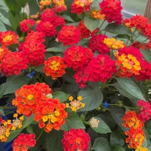 Set of 2 Live Lantana Camara Plants “Fireworks” – 4-6