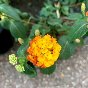 Set of 2 Live Lantana Camara Plants “Fireworks” – 4-6
