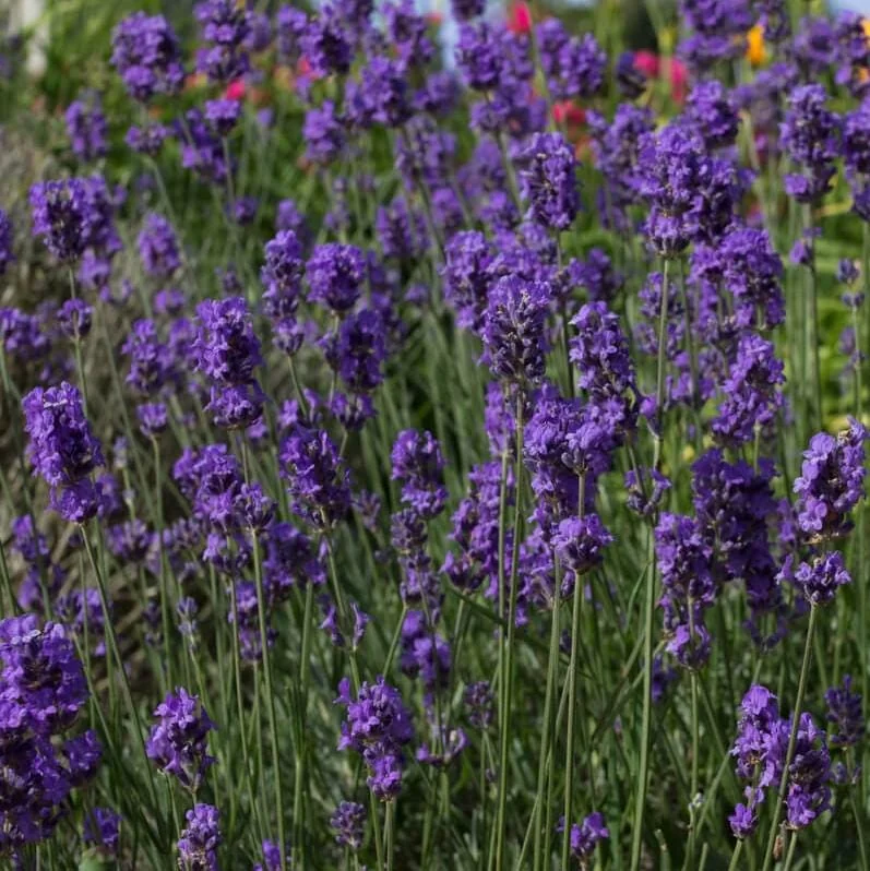 Set of 2 Munstead Lavender Live Plant Plugs - 3-6" Tall - Fragrant English Lavender for Garden - Image 2
