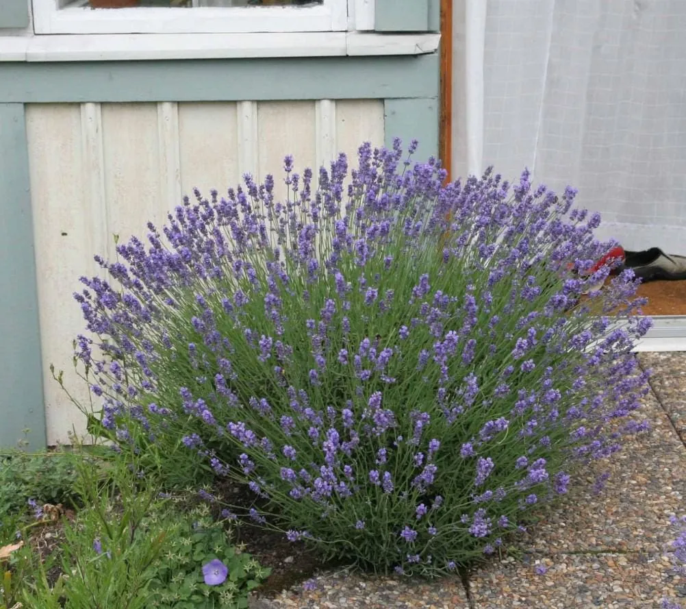 Set of 2 Munstead Lavender Live Plant Plugs - 3-6" Tall - Fragrant English Lavender for Garden - Image 4