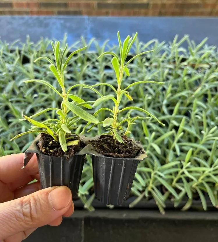 Set of 2 Munstead Lavender Live Plant Plugs - 3-6" Tall - Fragrant English Lavender for Garden - Image 6