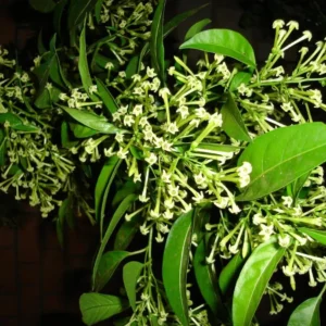 Set of 2 Night Blooming Jasmine Starter Plants - 3-8