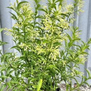 Set of 2 Night Blooming Jasmine Starter Plants - 3-8