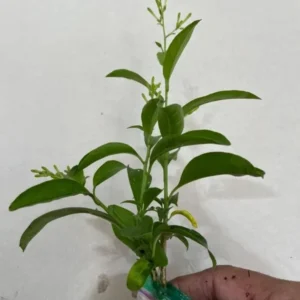 Set of 2 Night Blooming Jasmine Starter Plants - 3-8