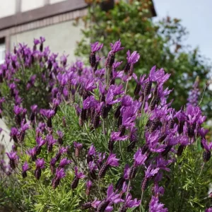 Set of 2 Otto Quast Lavender Live Plants – 4-6