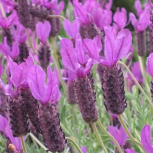 Set of 2 Otto Quast Lavender Live Plants – 4-6