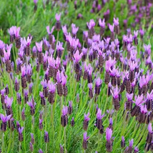 Set of 2 Otto Quast Lavender Live Plants – 4-6" Tall – Bare Root – Fragrant Perennial Flowers – Indoor/Outdoor - Image 1