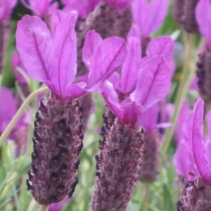 Set of 2 Otto Quast Lavender Live Plants – 4-6