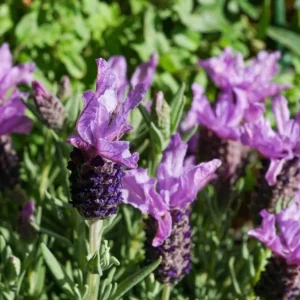 Set of 2 Otto Quast Lavender Live Plants – 4-6