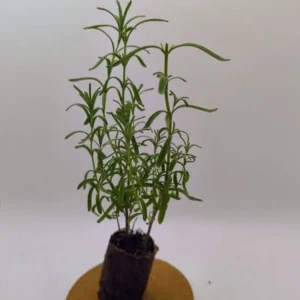 Set of 2 Otto Quast Lavender Live Plants – 4-6