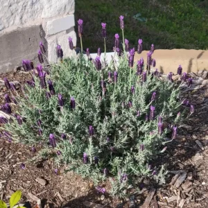 Set of 2 Otto Quast Lavender Live Plants – 4-6