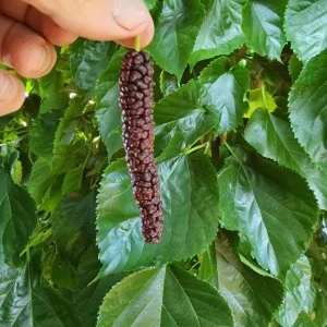 Set of 2 Pakistan Mulberry Live Plants - 6-8