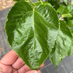 Set of 2 Pakistan Mulberry Live Plants - 6-8