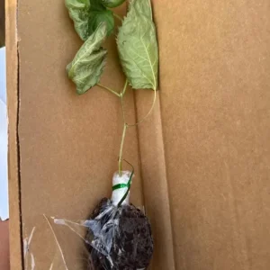 Set of 2 Pakistan Mulberry Live Plants - 6-8