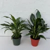 Set of 2 Peace Lily Live Plant - 4 inch Grow Pot - Spathiphyllum Domino - Air Purifying Indoor Houseplant - Image 1