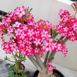 Set of 2 Pink Desert Rose Live Plant - 3-6" Tall Starter - Adenium Obesum - Image 1