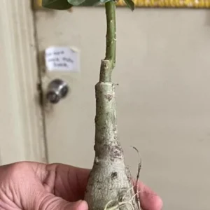 Set of 2 Pink Desert Rose Live Plant - 3-6