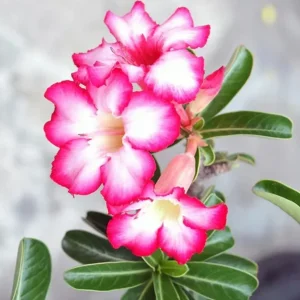 Set of 2 Pink Desert Rose Live Plants - Adenium obesum - 4-6