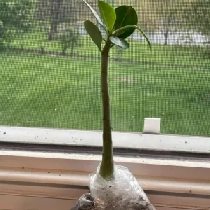 Set of 2 Pink Desert Rose Live Plants - Adenium obesum - 4-6