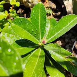 Set of 2 Pink Desert Rose Live Plants - Adenium obesum - 4-6