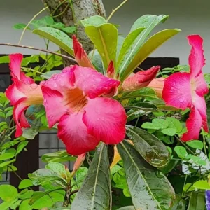 Set of 2 Pink Desert Rose Live Plants - Adenium obesum - 4-6