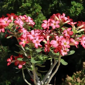 Set of 2 Pink Desert Rose Live Plants - Adenium obesum - 4-6