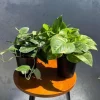 Set of 2 Pothos Live Plants - Golden & Silver Pothos in 4 inch Pots, Indoor Variegated Houseplants - Image 1
