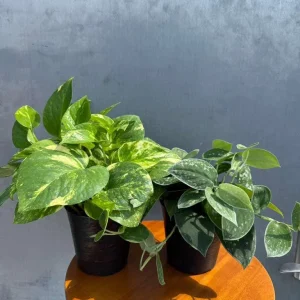 Set of 2 Pothos Live Plants - Golden & Silver Pothos in 4 inch Pots, Indoor Variegated Houseplants - Image 3