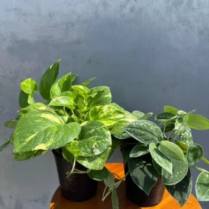 Set of 2 Pothos Live Plants - Golden & Silver Pothos in 4 inch Pots, Indoor Variegated Houseplants - Image 4