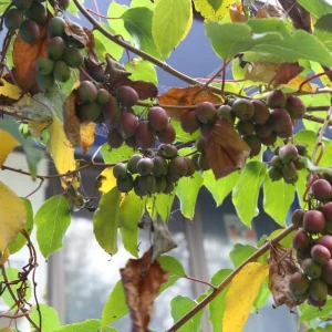 Set of 2 Prolific Kiwi Live Plants - 4-6