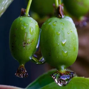 Set of 2 Prolific Kiwi Live Plants - 4-6