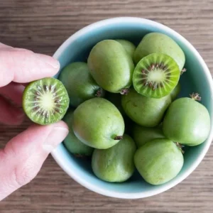 Set of 2 Prolific Kiwi Live Plants - 4-6