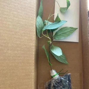 Set of 2 Prolific Kiwi Live Plants - 4-6