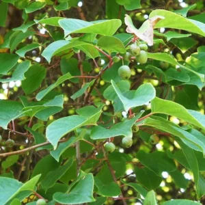 Set of 2 Prolific Kiwi Live Plants - 4-6