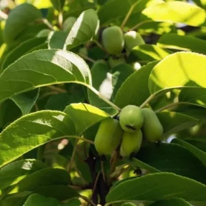 Set of 2 Prolific Kiwi Live Plants - 4-6