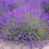Set of 2 Provence Lavender Live Plant Plugs - 3-6" Tall - Lavandula Angustifolia - Fragrant Purple Flowers Herb for Outdoor Garden - Image 1