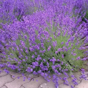 Set of 2 Provence Lavender Live Plant Plugs - 3-6" Tall - Lavandula Angustifolia - Fragrant Purple Flowers Herb for Outdoor Garden - Image 1