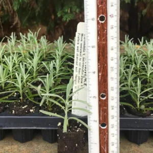 Set of 2 Provence Lavender Live Plant Plugs - 3-6