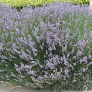 Set of 2 Provence Lavender Live Plants – 4-6