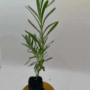 Set of 2 Provence Lavender Live Plants – 4-6